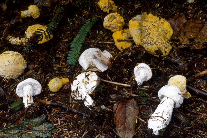 Hypomyces chrysospermus
